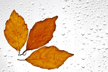 Fototapeta Kolorowe jesienne liście i krople deszczu na oknie obraz