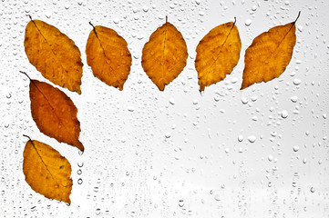 Fototapeta Kolorowe jesienne liście i krople deszczu na oknie obraz