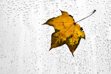 Kolorowy jesienny liść i krople deszczu na oknie - obrazy, fototapety, plakaty