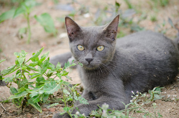 Naklejka na ściany i meble black cat thailand