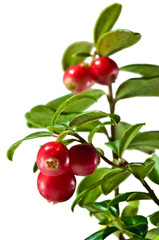 Zielona gałązka brusznicy z czerwonymi owocami na białym tle