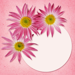 Aster flowers and a round frame