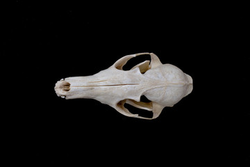 Fox skull on a black background