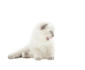 funny lop-eared British kitten meows on a white background
