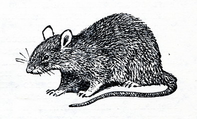 Brown rat (Rattus norvegicus) - 73737810