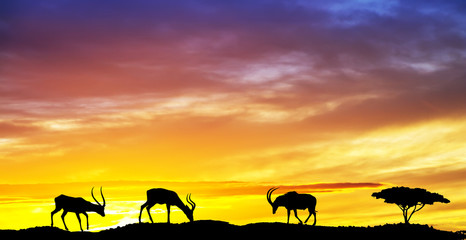 Fototapeta na wymiar antilopes africanos en su montaña