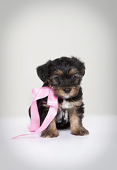 Dog Puppy with pink ribbon