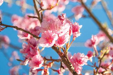 Wild Himalayan Cherry