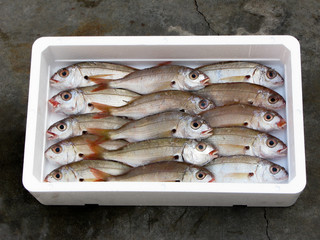 fresh mediterrean Blackspot Seabream