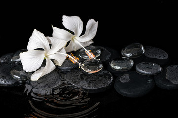 Beautiful cryogenic spa concept of delicate white hibiscus, zen
