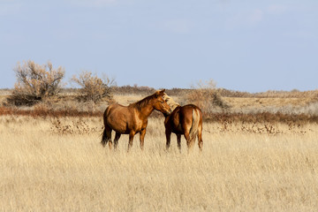 Steppe horse
