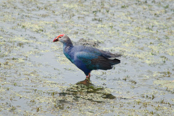 water bird on the leaf