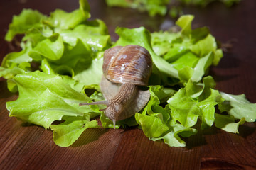 Escargot before being cooked on the green salad leave