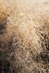 Dry grass