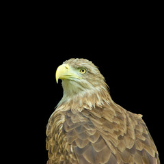 image of an eagle on a black background