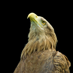 eagle isolated on a white background