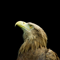 image of an eagle