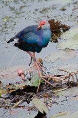 water bird on the leaf