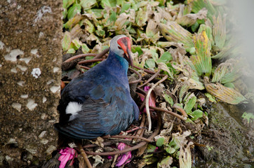 water bird on the leaf