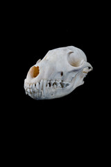 Naklejka premium Fox skull on a black background