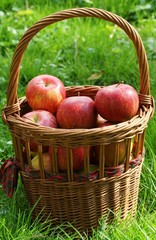 Apple Harvest