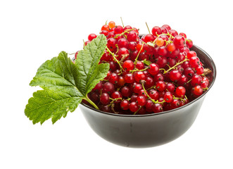 Red currant