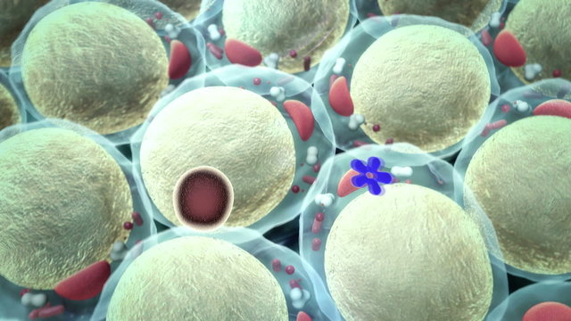 fat cell, insulin