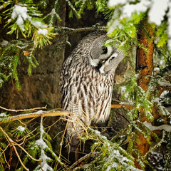 Big grey owl at tree in winter4