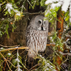 Big grey owl at tree in winter5