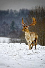 Naklejka na ściany i meble Fallow deer in winter snow field
