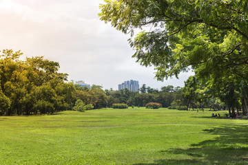 Fototapeta na wymiar green grass field and trees in park