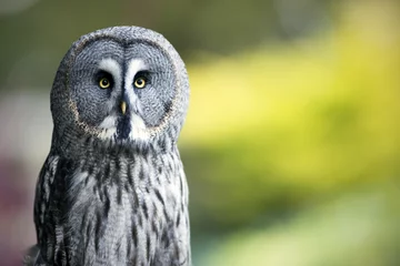 Papier Peint photo autocollant Hibou Great Grey Owl