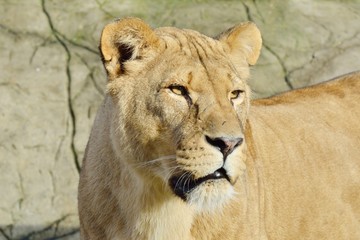 Portrait of Lioness