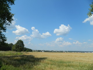 Obraz premium Поле