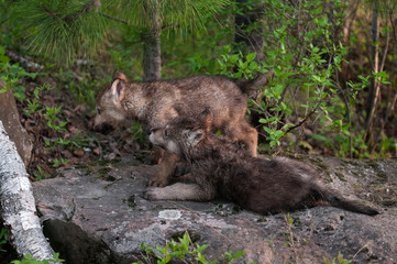 Fototapeta na wymiar Two Grey Wolf (Canis lupus) Pups Look Left