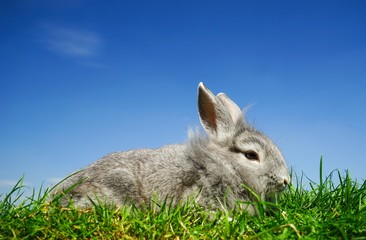 Graues Kaninchen liegt im gras, Textfreiraum