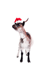 Portrait Of dwarf Goat in christmas hat On White