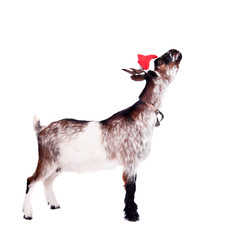 Portrait Of dwarf Goat in christmas hat On White
