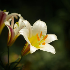 Fototapeta premium White lily flowers