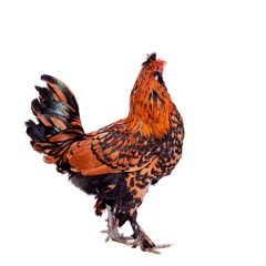 Pavlovian breed Rooster on white