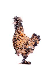 Pavlovian breed hen on white