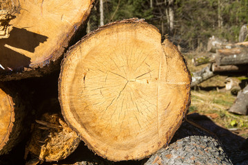 Holzstämme