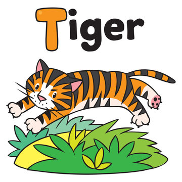 Funny wild  tiger, for ABC. Alphabet T