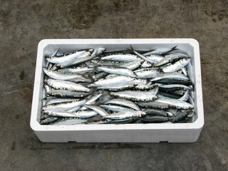 Fresh Mediterranean sardine,
