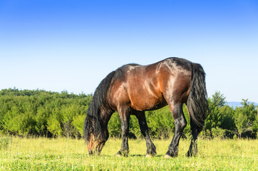 Croatian horse breed, Cold-Blooded