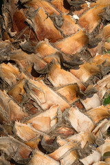 Palm tree trunk background, natural texture