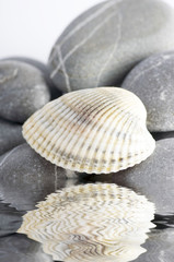 Natural spa elements- seashell with starshell and stones on whit