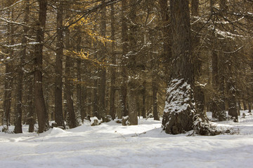 il bosco in inverno