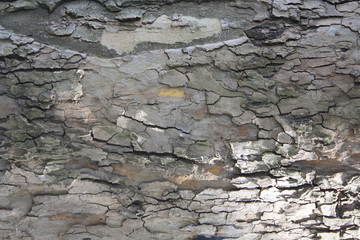Textured Bark Detail 