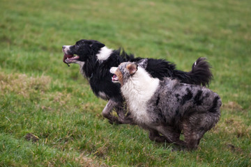 Obraz premium Dog Running and Playing